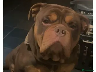 Old Tyme Bulldog dogs Stud available in Leeds - Advert 1