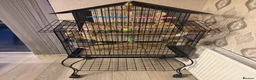 Budgerigars birds for sale: SUPER SILLY TAME BUDGIES FOR SALE WITH CAGE in Solihull - Advert 6