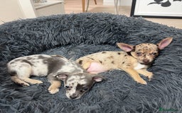Chihuahua dogs for sale: Merle Chihuahua Puppys - Image 3