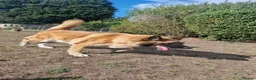 Mixed Breed dogs for sale: German Shepherd x Akita rehoming in Nottingham - Advert 3