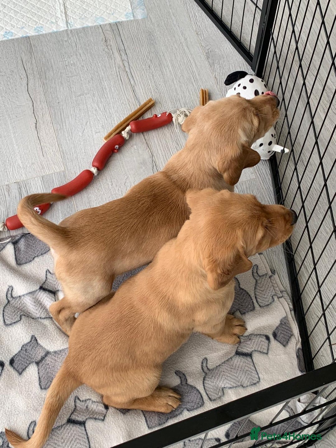 Cockerdor dogs for sale: Beautiful Cockador male puppy - Image 6