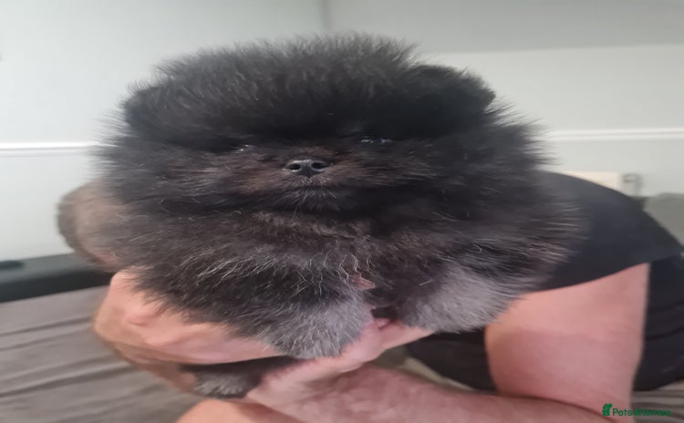 Pomeranian dogs - Advert 1