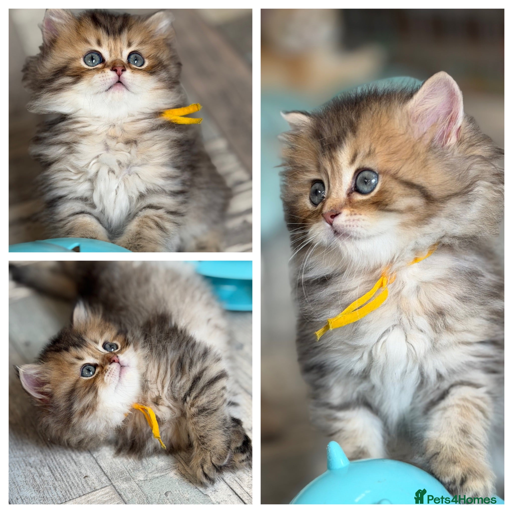 British Longhair cats British LH/SH adorable golden kittens TICA  - Advert 4