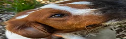 Brittany Spaniel dogs for adoption: Wally - Advert 9