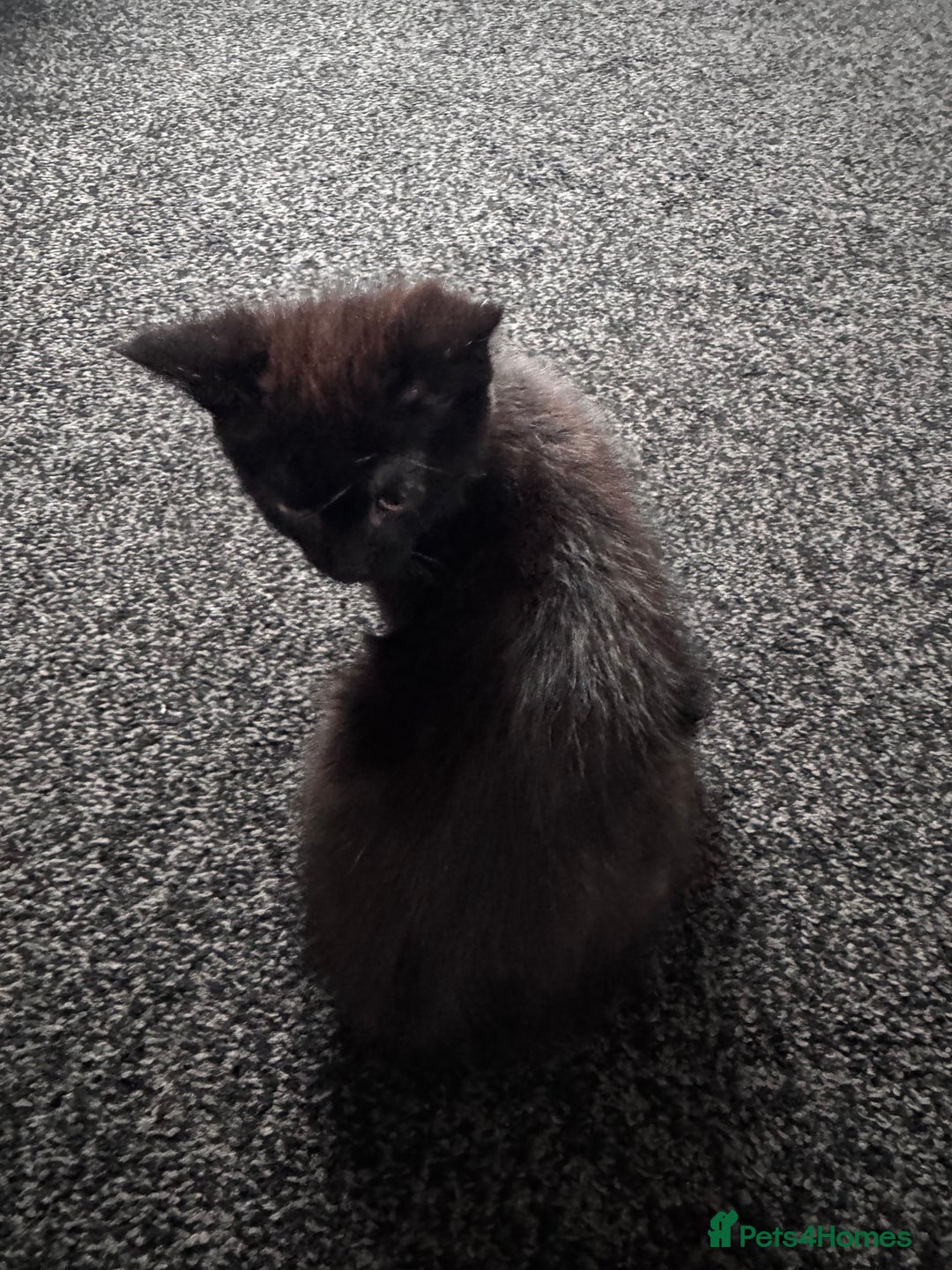 Mixed Breed cats for sale:  4 Kittens British long & short hair mixed breed. - Advert 17