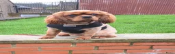 Cavalier King Charles Spaniel dogs for sale: Kc registered,  Extensively health tested  - Advert 4
