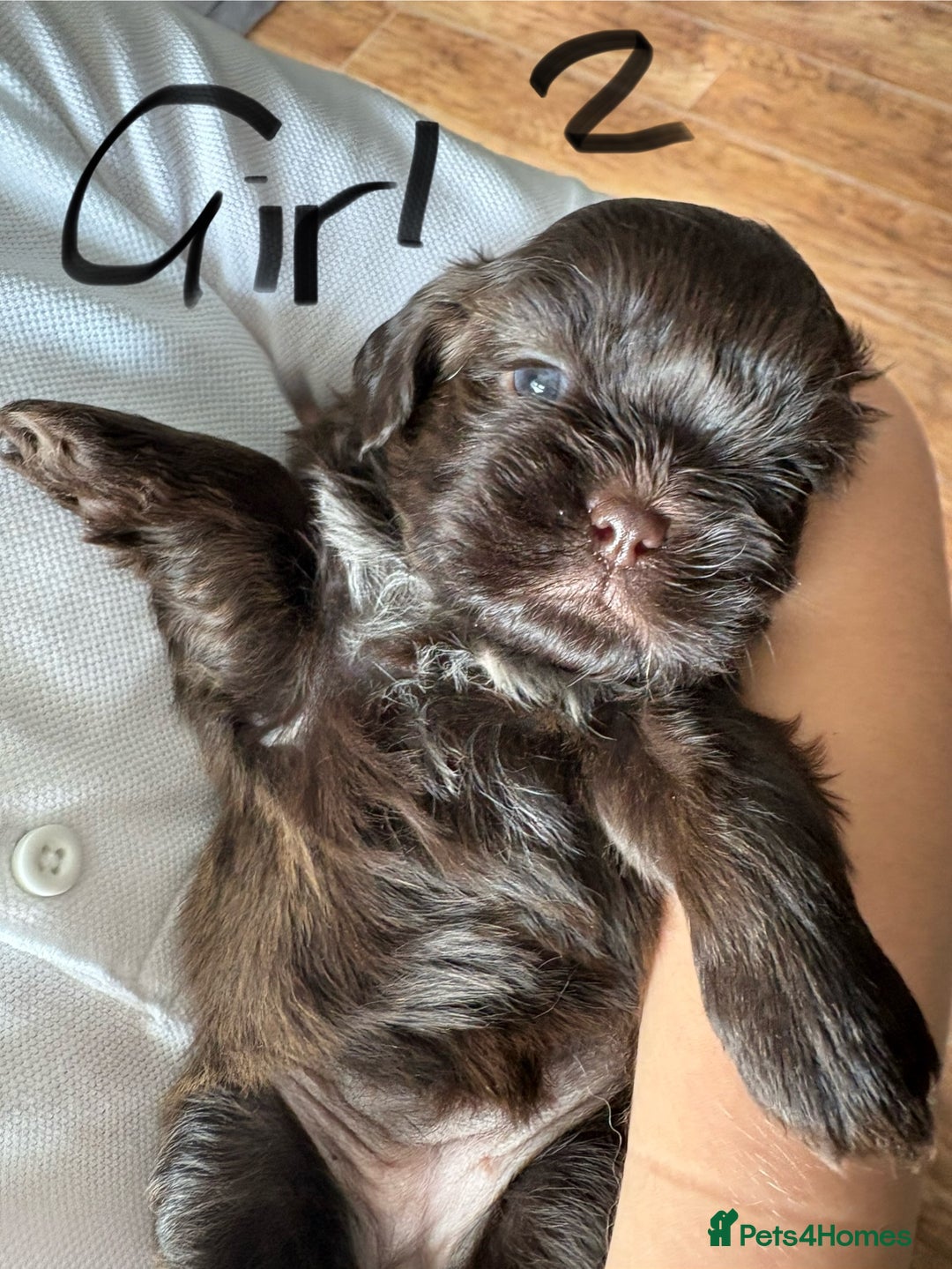 Shih Tzu dogs for sale: Beautiful shih tzu puppies for sale  - Image 7