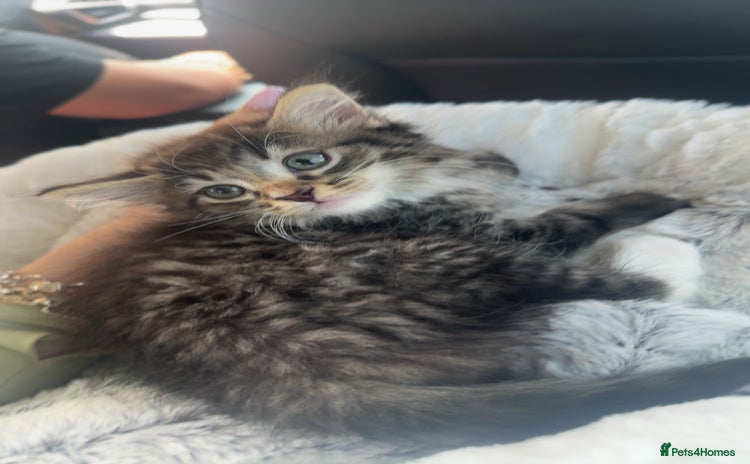 Maine Coon cats - Advert 9