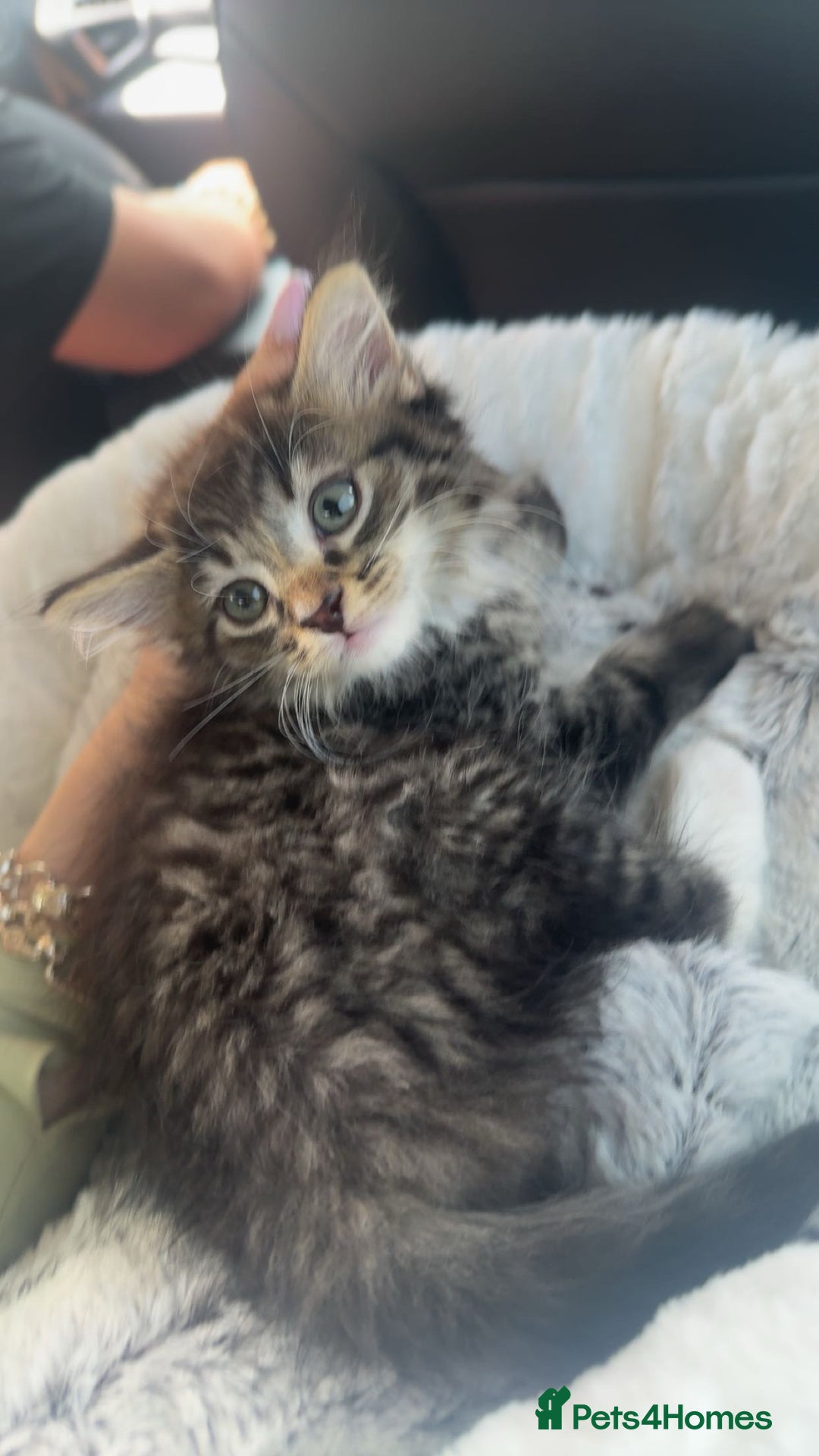 Maine Coon cats for sale: Maine Coon Kitten for sale  - Image 1