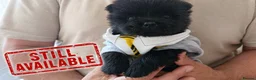 Chow Chow dogs for sale: 🐻❤️ GORGEOUS KC REGISTERED CHOW CHOW PUPPIES 🐾 - Advert 28