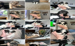 Zuchon dogs for sale: Bichon x Westie x Shih zu  - Advert 1