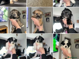 Zuchon dogs Bichon x Westie x Shih zu - Advert 1