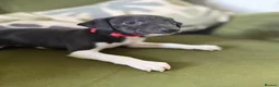 Whippet dogs for sale: Ready now!kcregistered❤️ - Advert 17