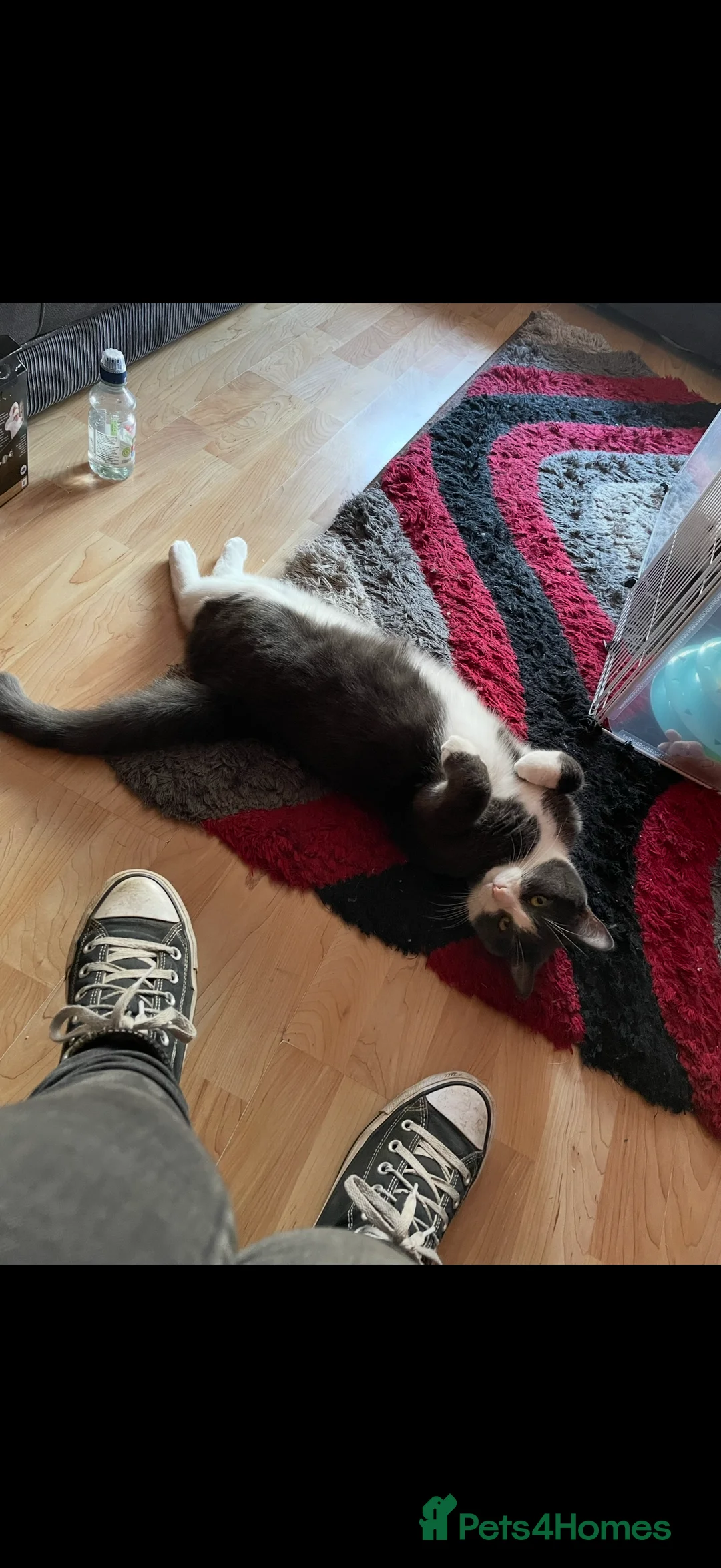 Mixed Breed cats for sale: Two male house trained brothers - Advert 8