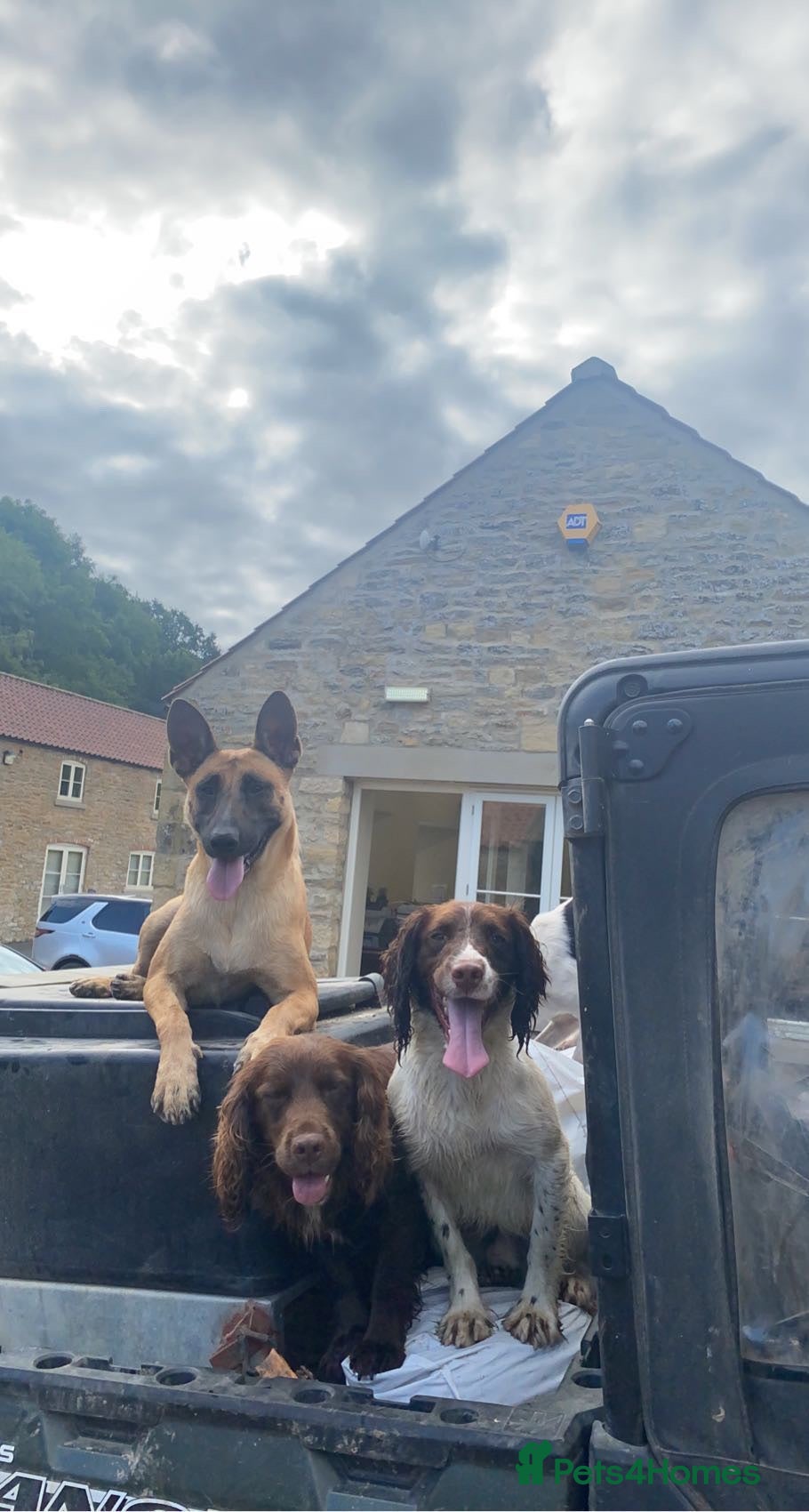 English Springer Spaniel dogs KC working springer spaniel (Brodie) - Advert 1