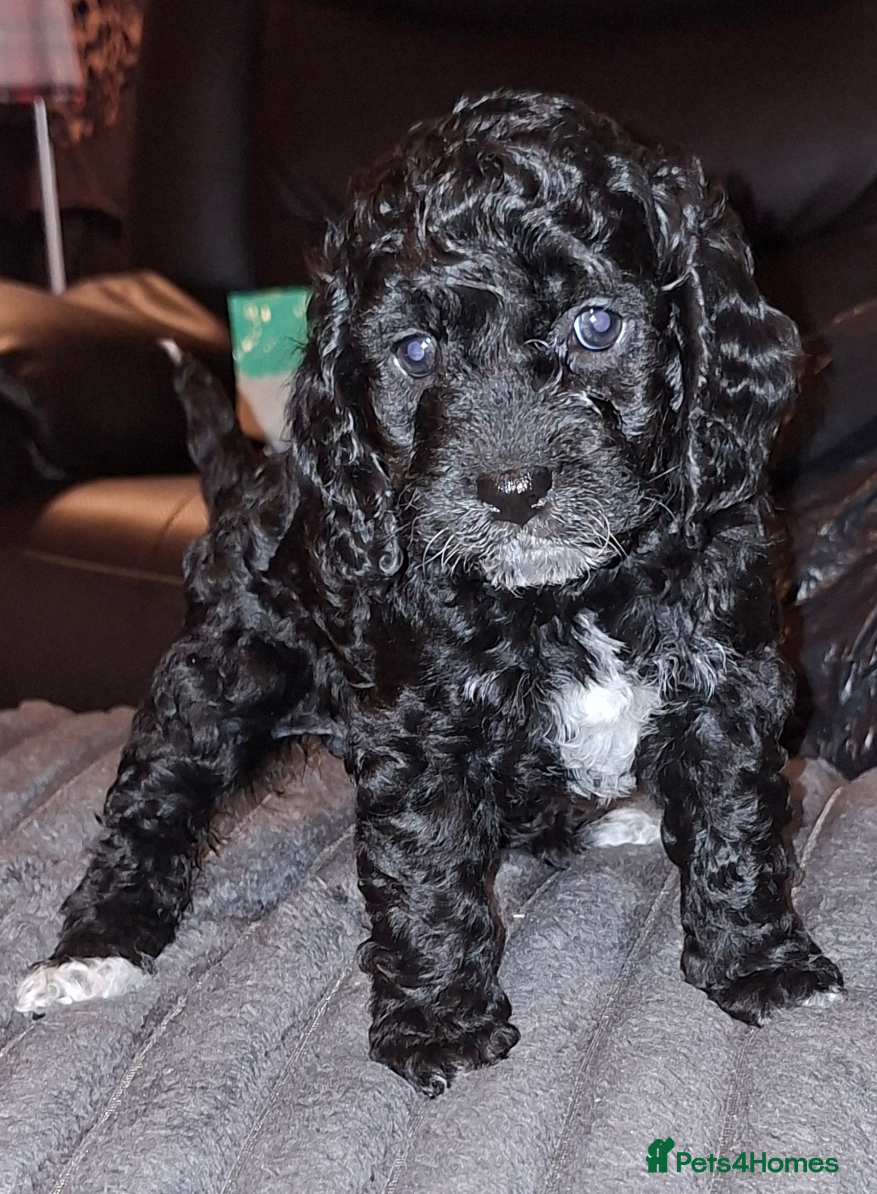 Cockapoo dogs *2 GIRLS LEFT* Beautiful miniature cockapoo pups  - Advert 1