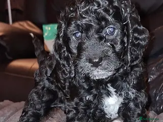 Cockapoo dogs *2 GIRLS LEFT* Beautiful miniature cockapoo pups - Advert 1