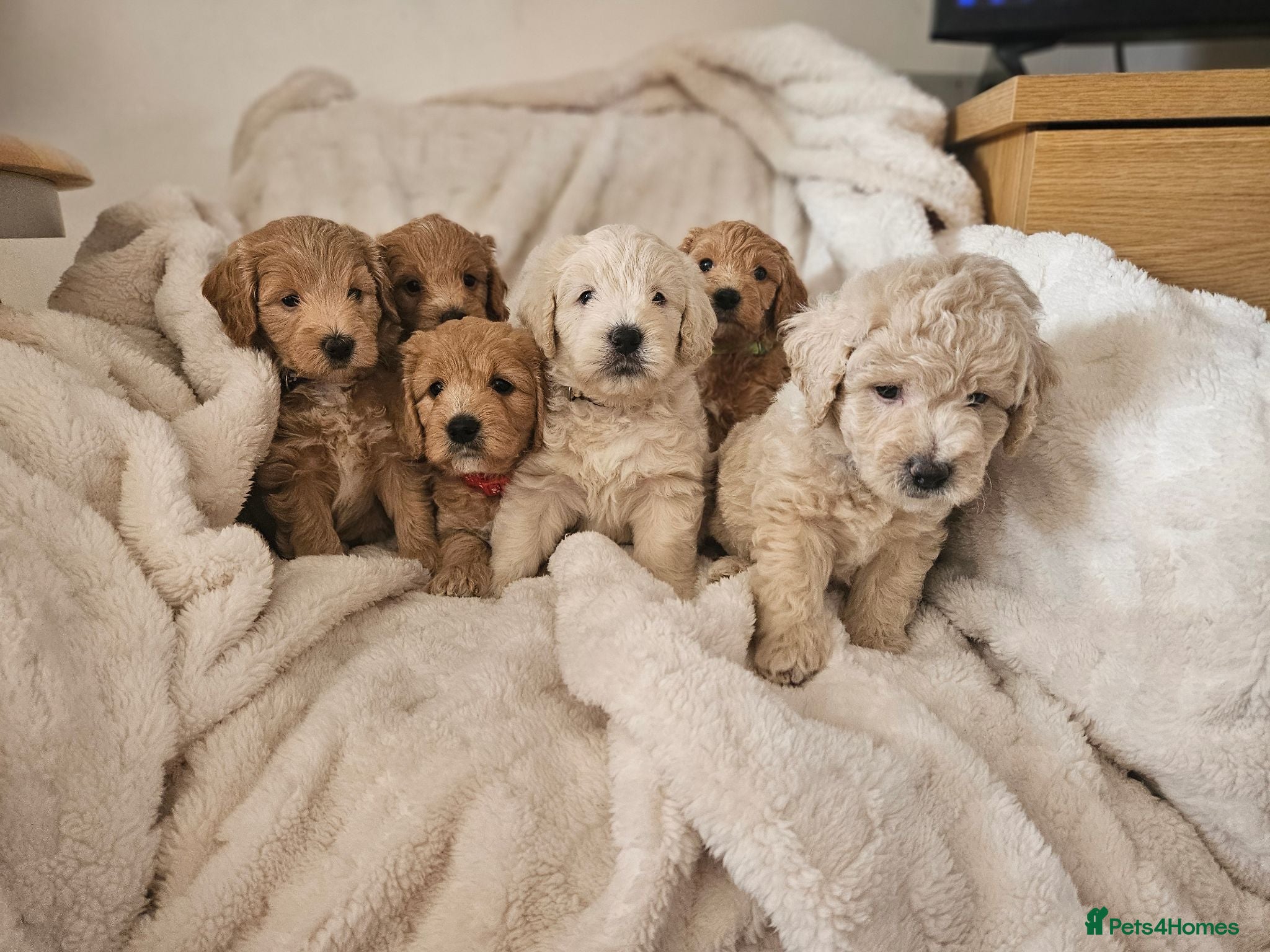 Mini Goldendoodle dogs MINI GOLDENDOODLE - Advert 8