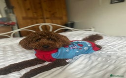 Miniature Poodle dogs for stud: Marley - KC Reg Red Miniature Poodle ready to stud - Image 10