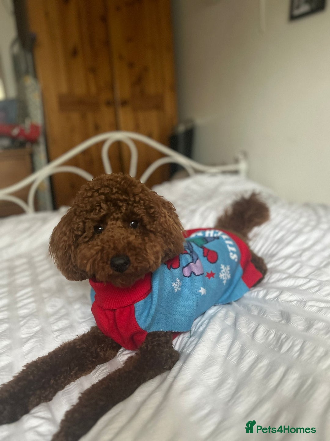 Miniature Poodle dogs for stud: Marley - KC Reg Red Miniature Poodle ready to stud - Image 10