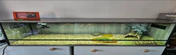 Tortoise reptiles for sale: Baby Hermann Tortoise with complete setup - Advert 4