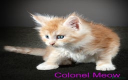 Maine Coon cats for sale: Purebred Maine Coon kittens - Image 3