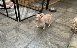 Italian Greyhound dogs for sale:  Beautiful Italian greyhound puppies  - Image 17