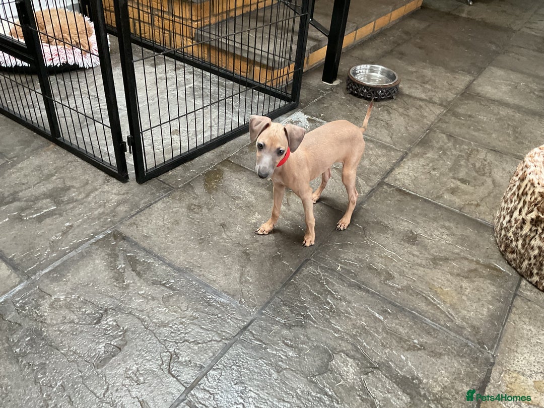 Italian Greyhound dogs for sale:  Beautiful Italian greyhound puppies  - Image 17