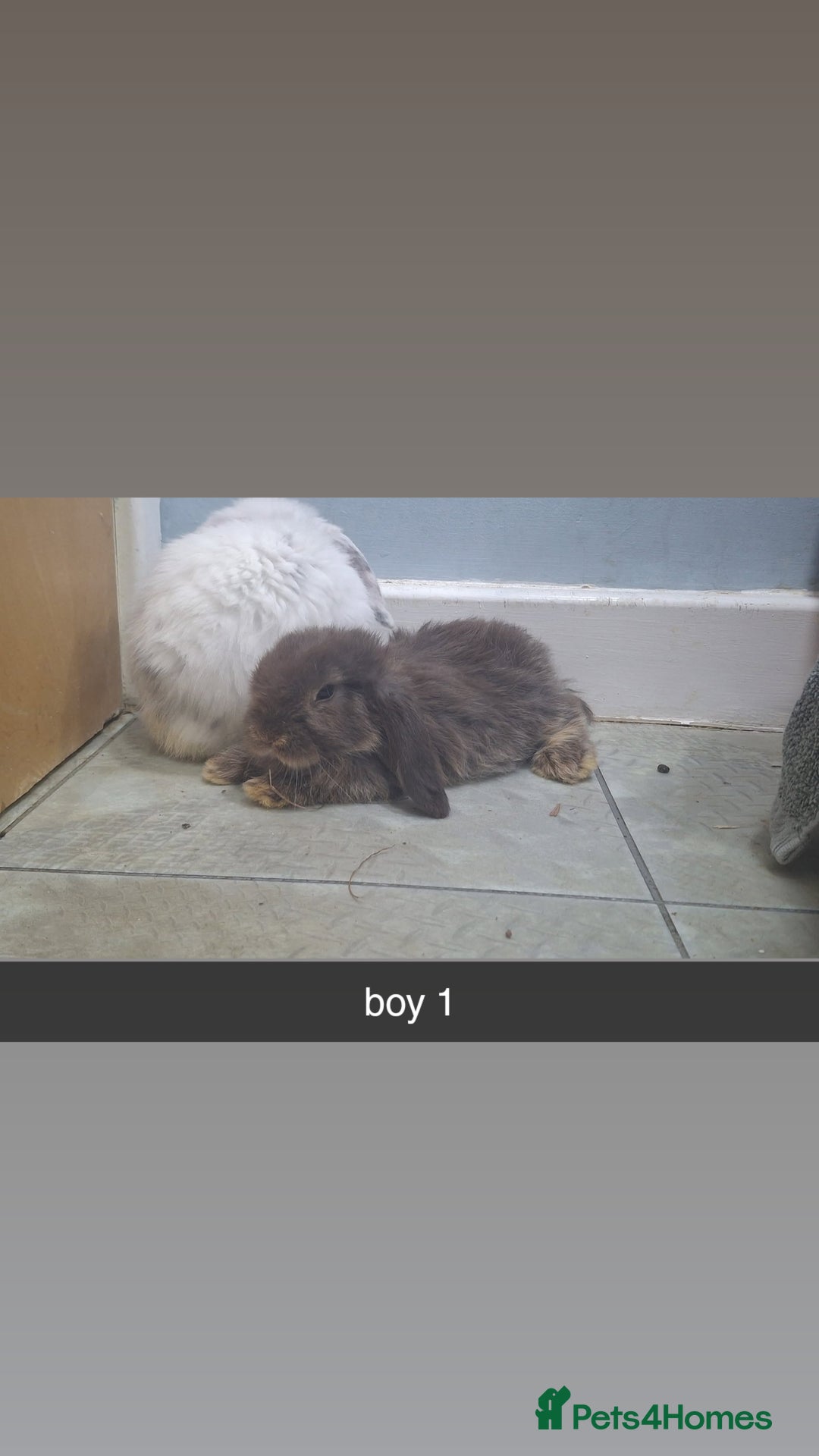Mini Lop rabbits for sale: 5 beautiful mini lops, 3 boys, 2 girls - Advert 3