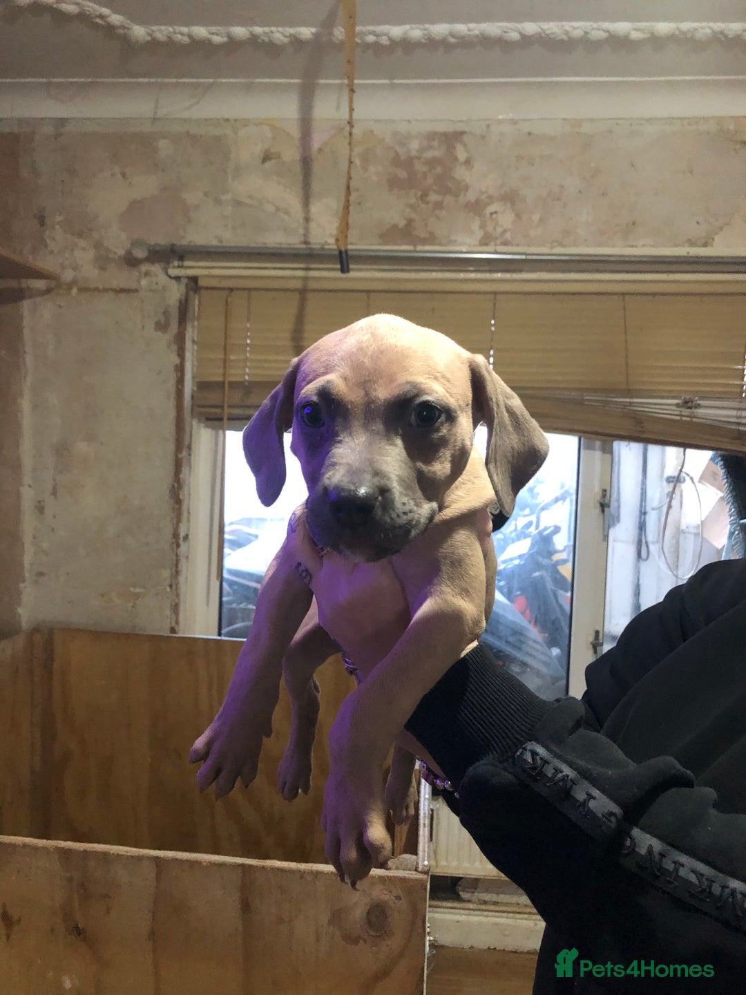Mixed Breed dogs for sale: Bull mastiff x staffy - Advert 7