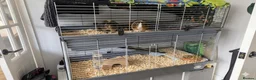 Guinea Pig rodents for sale: Friendly guinea pig females  in Hook - Advert 3