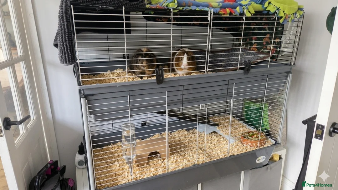 Guinea Pig rodents for sale: Friendly guinea pig females  in Hook - Advert 3
