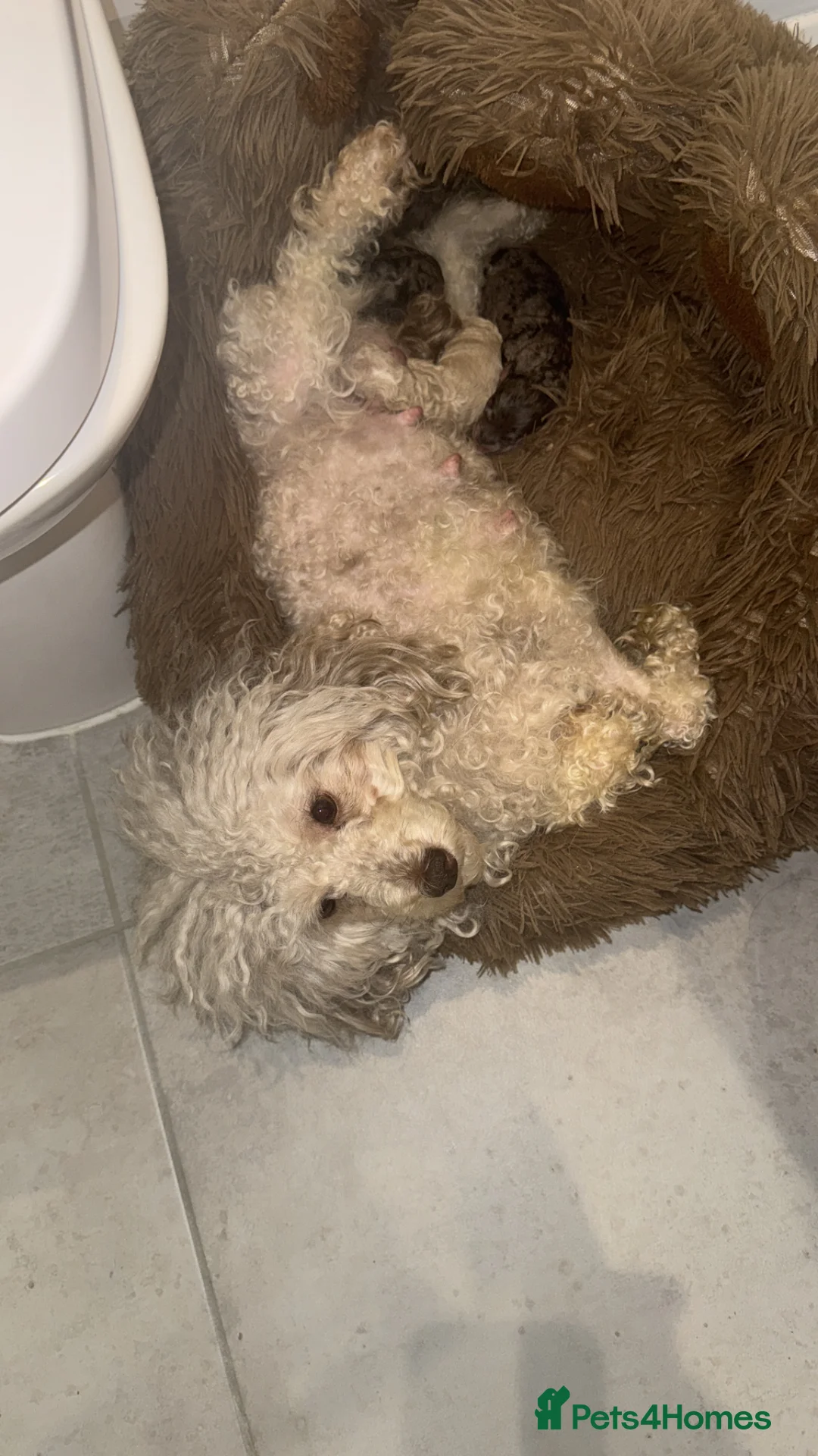 Miniature Poodle dogs for sale: Final price drop  - Advert 2