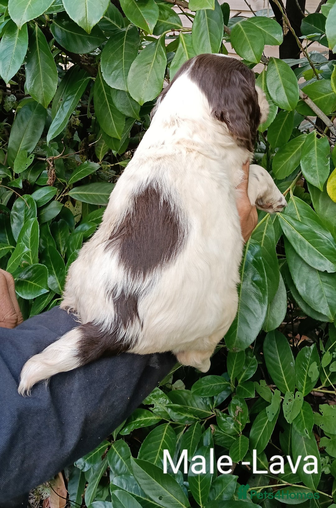 Mixed Breed dogs for sale: Fen Spaniels -Korthols x Eng Springer Spaniel  - Image 2