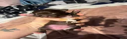Chihuahua dogs for sale: Rare stunning chocolate chihuahua  - Advert 10