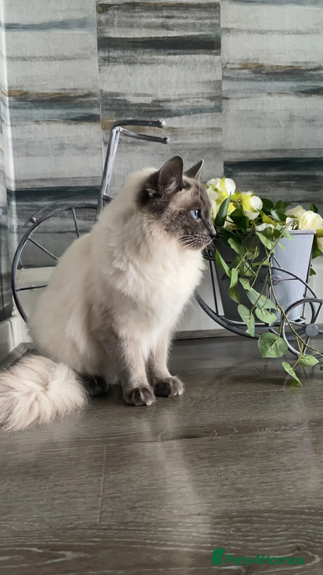 Ragdoll cats for sale: Male ragdoll  - Advert 2