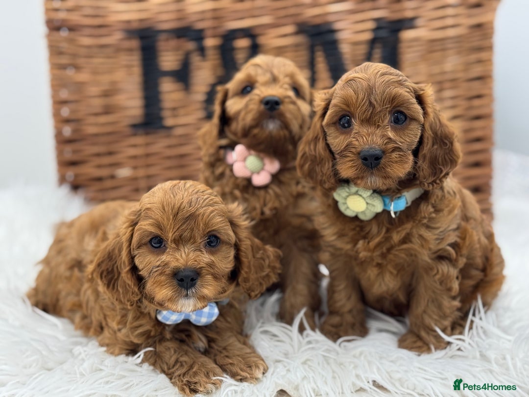 Cavapoo dogs for sale: Toy F1 Red cavapoos exstensively health tested ! - Image 1
