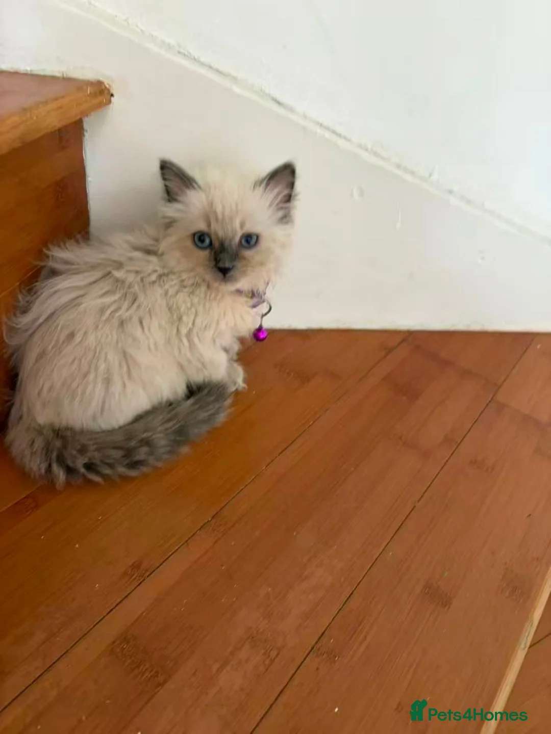 Ragdoll cats for sale: Ragdoll kittens for sale - Advert 24