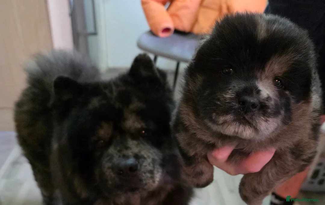 Chow Chow dogs for stud: Mr pablo esco chow - Advert 1