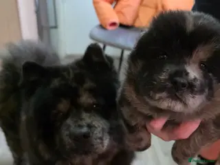 Chow Chow dogs Mr pablo esco chow - Advert 1