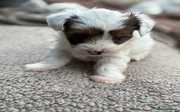 Biewer Terrier dogs for sale: 4 Biewer Terrier Puppies for Sale in Cheshire  - Image 5