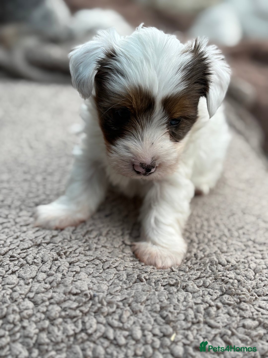 Biewer Terrier dogs for sale: 4 Biewer Terrier Puppies for Sale in Cheshire  - Image 5