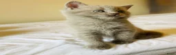Russian Blue cats for sale: Beautiful Russian Blue/British Shorthair Kittens  in Wimborne - Advert 33