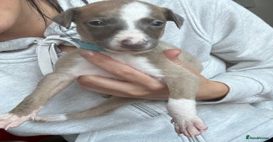 Whippet dogs - Advert 11