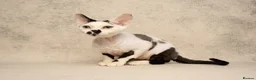 Devon Rex cats for stud: Super amazing boy for stud - Advert 2