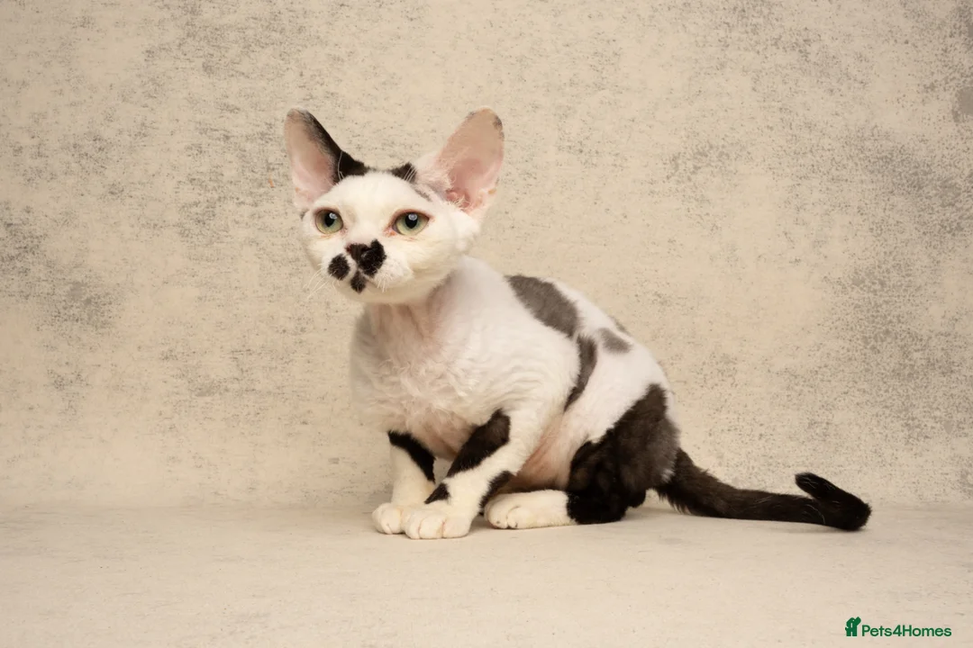 Devon Rex cats for stud: Super amazing boy for stud - Advert 2