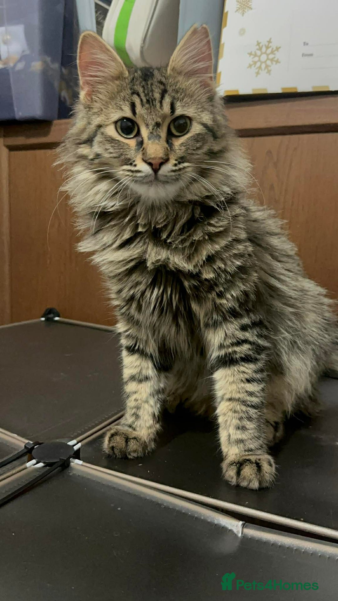 Mixed Breed cats for adoption: Mopsy the cuddlebug - Advert 7