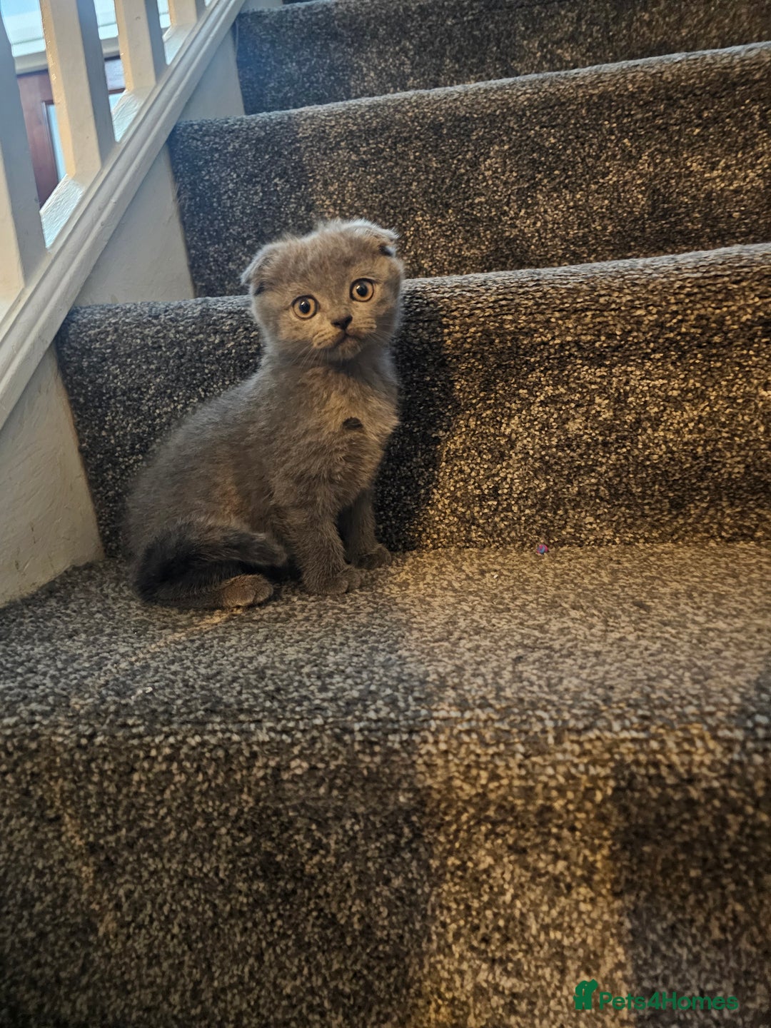 Scottish Fold cats for sale: Scottish fold and straight ears kittens for sale.  - Image 12