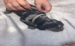 Cocker Spaniel dogs for sale: Merl cocker spaniel puppies  - Image 12