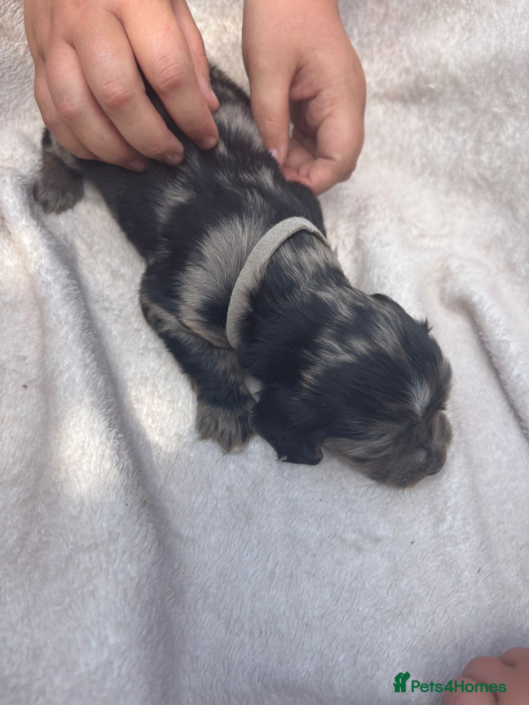 Cocker Spaniel dogs for sale: Merl cocker spaniel puppies  - Image 12